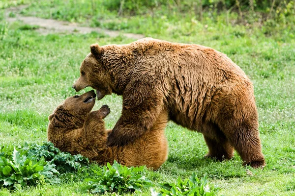 Мужчины Женщины Коричневые Медведи Играющие Природе Застрелены Дикой Природе — стоковое фото