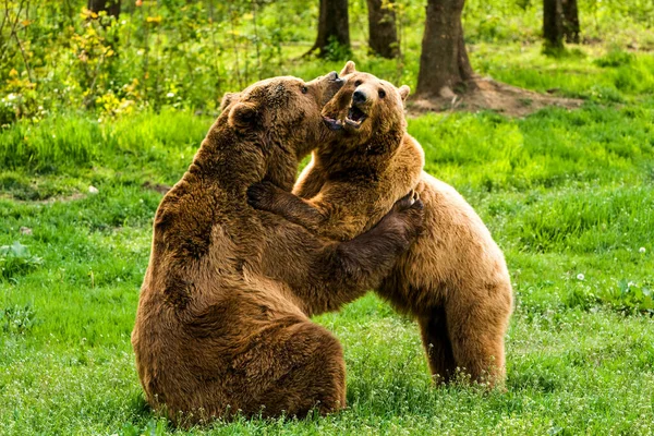 Wilde Bären Umarmen Mittlere Teleobjektive — Stockfoto