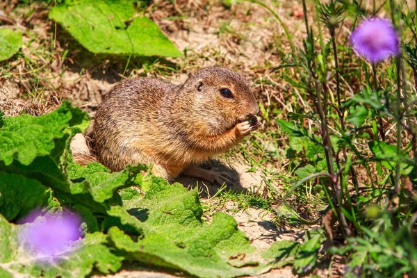 Europäische Feldmaus Ernährt Sich Selektiv Vom Kopf — Stockfoto