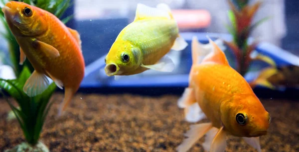 Small Colored Fishes Swimming Small Aquarium — Stock Photo, Image