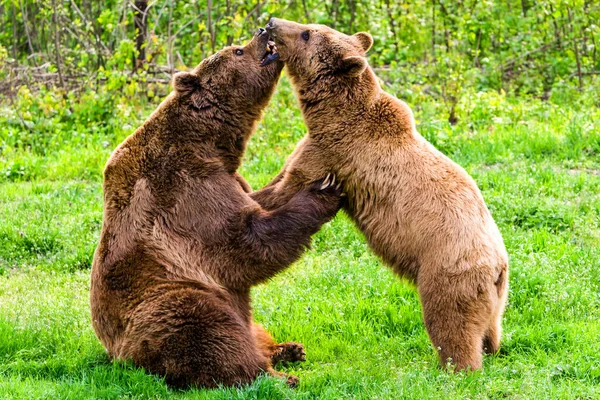 Mannelijke Vrouwelijke Bruine Beren Zijn Vriendelijk — Stockfoto