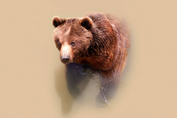 Duży Niedźwiedź Brunatny Pływanie Gorący Letni Dzień — Zdjęcie stockowe