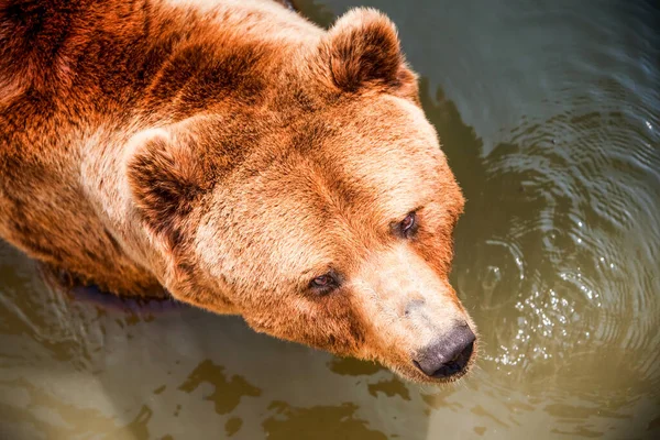 暑い夏の昼間に大きな茶色のクマの水泳 — ストック写真