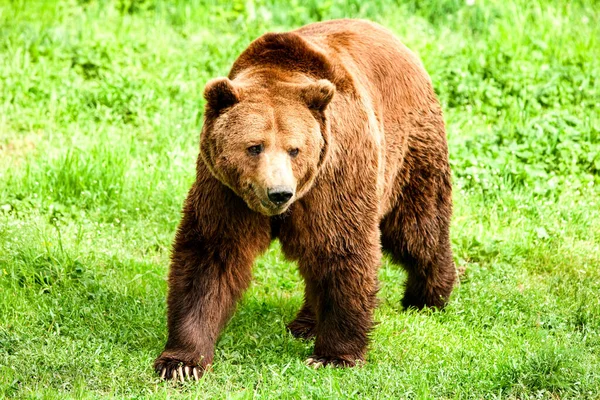 緑の草の上に大きな男性の茶色のクマが提出 — ストック写真