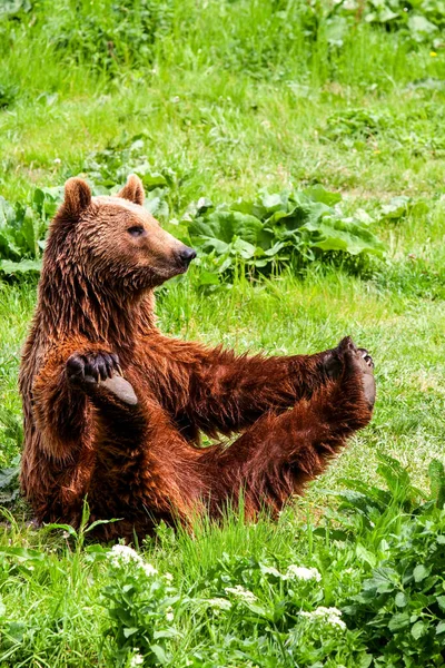 女性の茶色のクマは彼女の体の建物の演習を行う — ストック写真