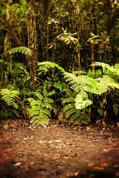 Armação Floresta Tropical Amazônia Equatoriana — Fotografia de Stock