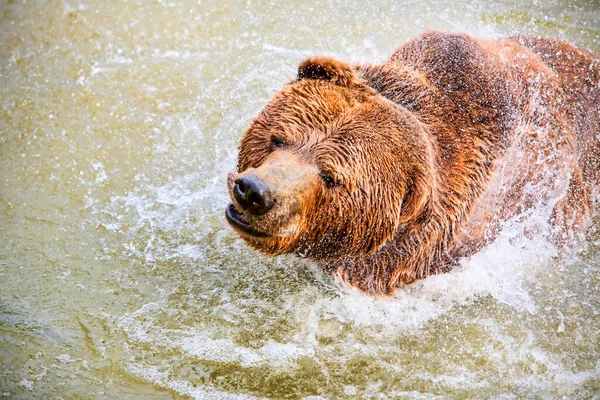 大きな茶色のクマは水で楽しみを持っています — ストック写真