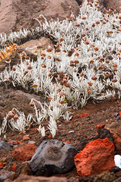 科托帕西火山上稀疏的植被 — 图库照片