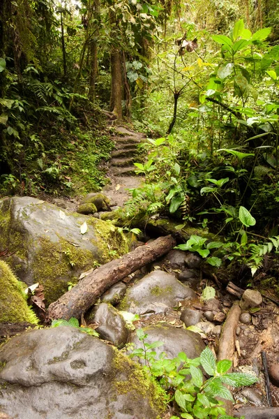 Path In The Amazon Forest