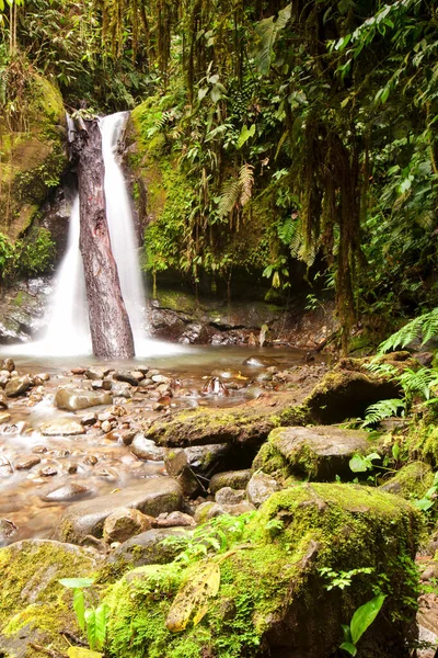 Small Waterfall Mindo Complex Ecuador — Stock Photo, Image