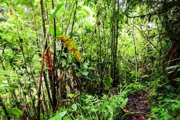 Bosque Denso Parque Nacional Sangay Ecuador — Foto de Stock