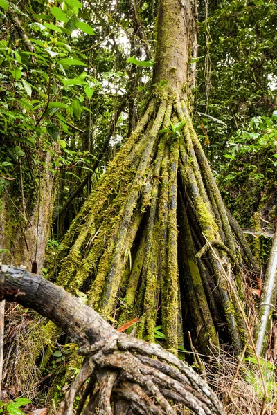 Socratea Exorrhiza Die Wandelnde Palme Oder Cashapona Ist Eine Palme — Stockfoto