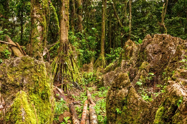 Laberinto Rocas Profundo Selva Amazónica Sudamérica —  Fotos de Stock