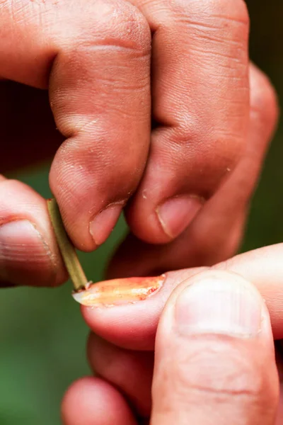 アマゾン盆地で使われている植物のオレンジ色の天然色素で爪や人間の皮膚を — ストック写真