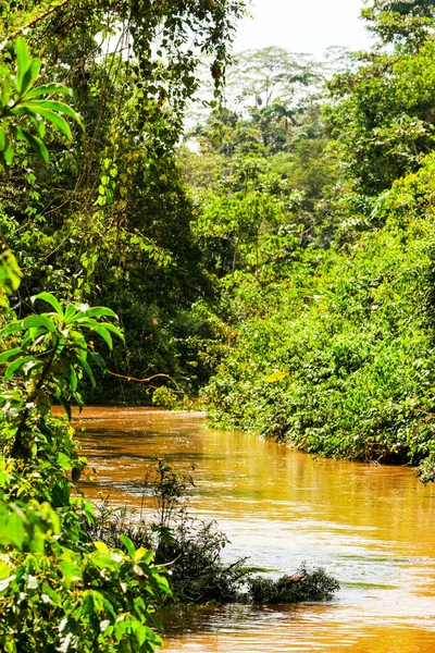 Vegetação Densa Bacia Equatoriana Rio Amazonas — Fotografia de Stock