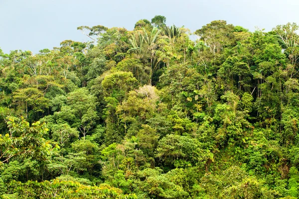 Vista Distancia Densa Selva Ecuatoriana Amazonía — Foto de Stock