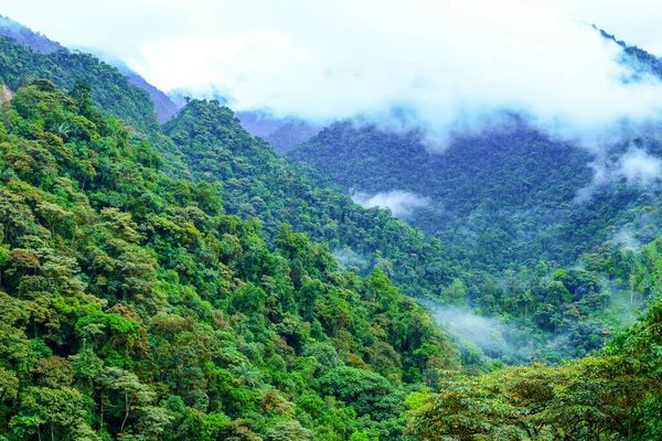 Misty Δάσος Υψηλό Υψόμετρο Στις Άνδεις Του Εκουαδόρ — Φωτογραφία Αρχείου
