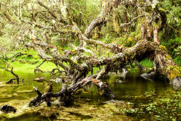 Ancient Polylepis Forest Ecuador Estimated 3000 Period Mature — 스톡 사진