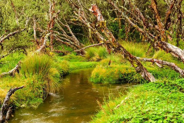 Also Called Paper Tree Forest Evaluated One Oldest Earth Located — Stock Photo, Image