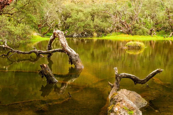Λιμνοθάλασσα Στο Αρχαίο Δάσος Πολύπης Στο Εκουαδόρ Εκτιμάται Ότι Είναι — Φωτογραφία Αρχείου
