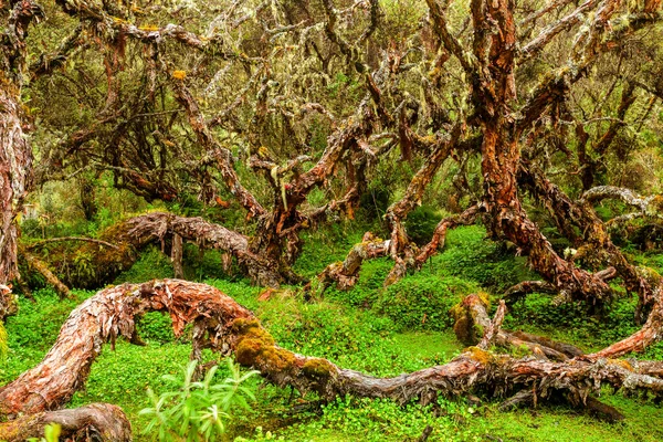 Também Chamado Madeira Papel Esta Floresta Avaliada Para Ser Apenas — Fotografia de Stock