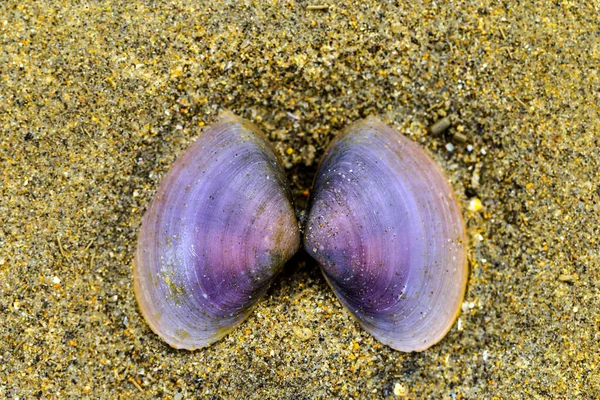 Abstraktes Bild Von Muscheln Sand — Stockfoto