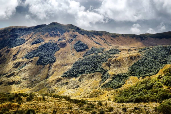High Altitude Vegetation Ecuadorian Andes Rich Vegetation Different Tones Green — Stock Photo, Image
