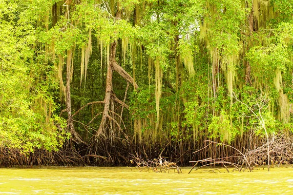 Plantas Manglares Altos Orden Bruguiera Gymnorrhiza Brillante Día Soleado Ecuador —  Fotos de Stock