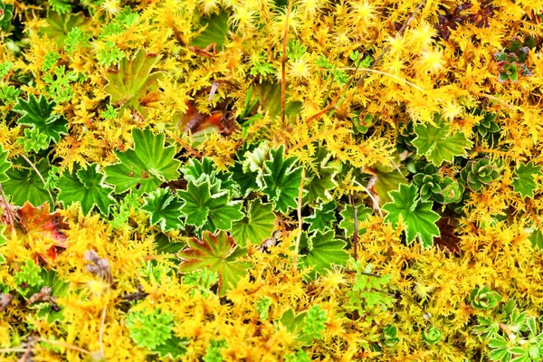 Vysoká Nadmořská Výška Řasy Mosses Llanganates Národní Park Ekvádor — Stock fotografie