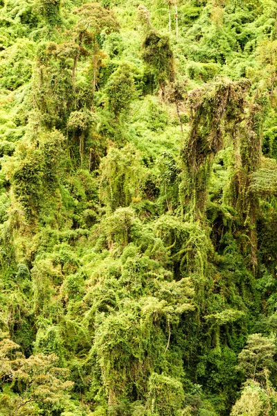 温暖的热带雨林中茂密的植被高瞻远瞩 — 图库照片