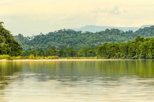 Jungle Amazonienne Prise Depuis Niveau Eau Sur Rivière Napo Équateur — Photo