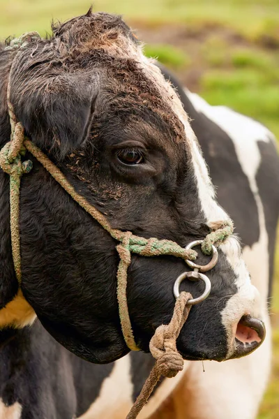 Holstein Bull Head Zbliżyć Płytkiej Głębokości Pola — Zdjęcie stockowe