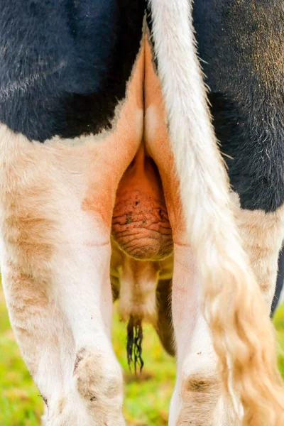Duży Holstein Bull Jądra Widok Tyłu — Zdjęcie stockowe