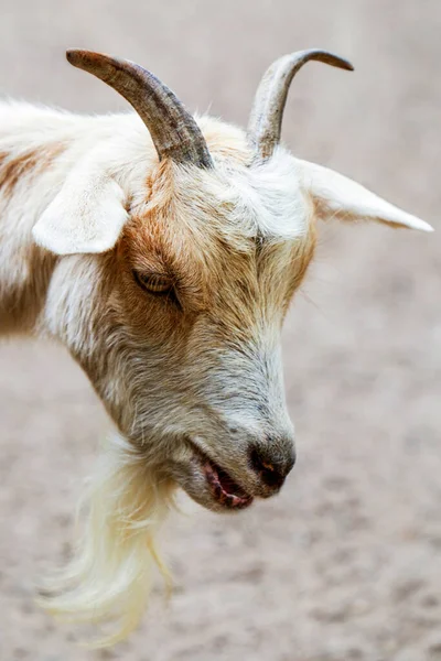 Young Female Goat Head Portrait Brown Background — Stock Photo, Image