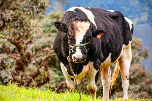 Vache Domestique Plein Air Regardant Spectateur — Photo