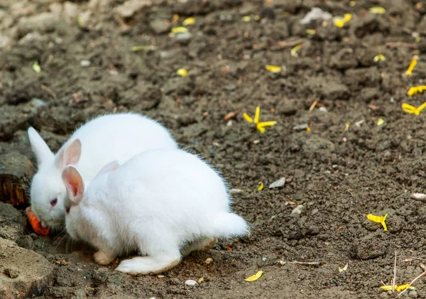 一对白色的安哥拉兔子在地上 — 图库照片