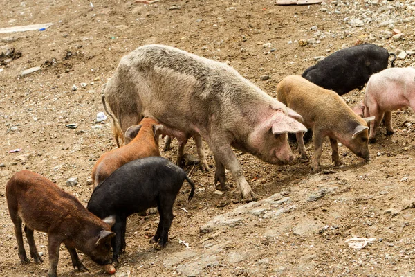 Porco Quintal Com Filhotes Jovens Chupando — Fotografia de Stock