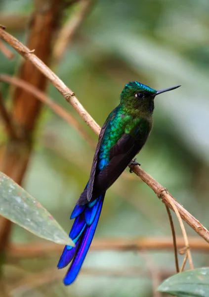 Blue Tailed Emerald Chlorostilbon Mellisugus Kolibri Der Yngler Fra Colombia - Stock-foto