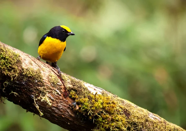 Chestnut Breasted Chlorophonia Pyrrhophrys Ecuadorian Cloud Forest — Stock Photo, Image