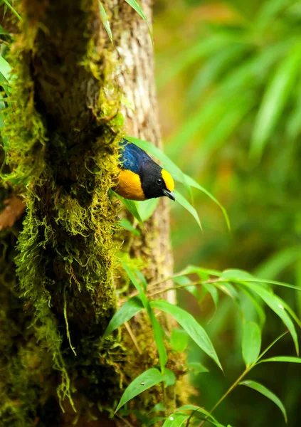 Каштанові Грудні Хлорофонії Піррофонії Еквадорський Хмарний Ліс — стокове фото