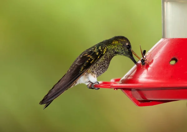 Hummingbird Feeding Special Designed Recipient Meant Attract Birds — Stock Photo, Image