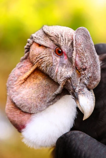Andean Condor Close Shot His Head — Stock Photo, Image