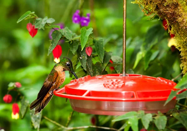 Hummingbird Feeding Sugar Emulsion Specially Designed Birdfeeder — Stock Photo, Image