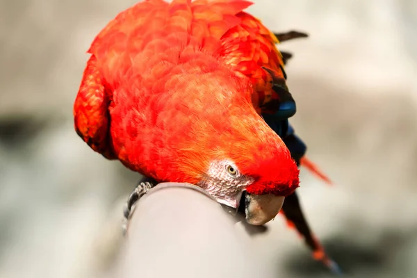 Der Scharlachrote Ara Ist Ein Großer Farbenfroher Ara Der Feuchten — Stockfoto