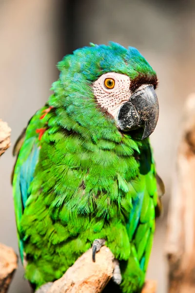 Kaštanové Macaw Nebo Macaw Severus Jedním Největších Mini Macaws Dosahuje — Stock fotografie