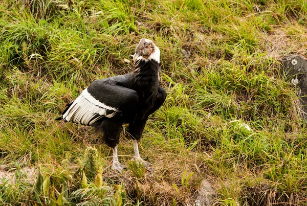 Cóndor Andino Gran Buitre Negro Con Una Mancha Plumas Blancas — Foto de Stock