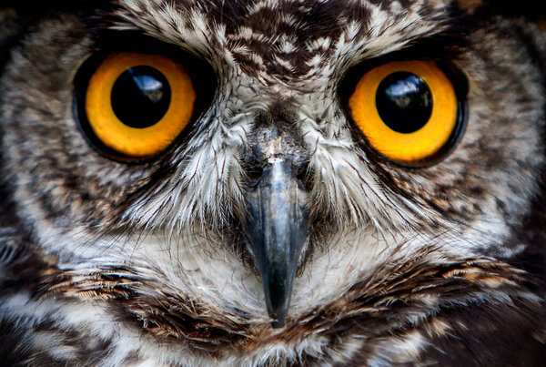 owls are the order strigiformes constituting 200 extant bird of prey species most are solitary and nocturnal