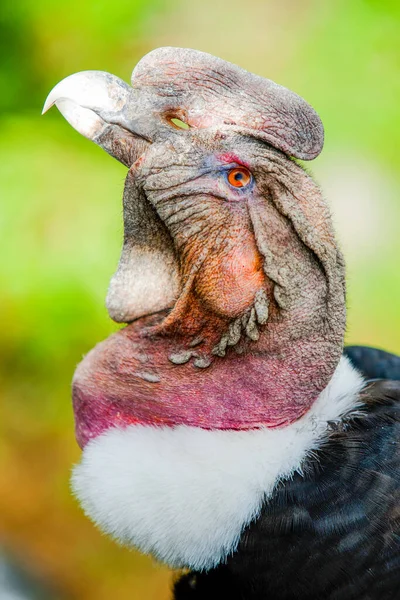 Cóndor Andino Gran Buitre Negro Con Una Mancha Plumas Blancas — Foto de Stock