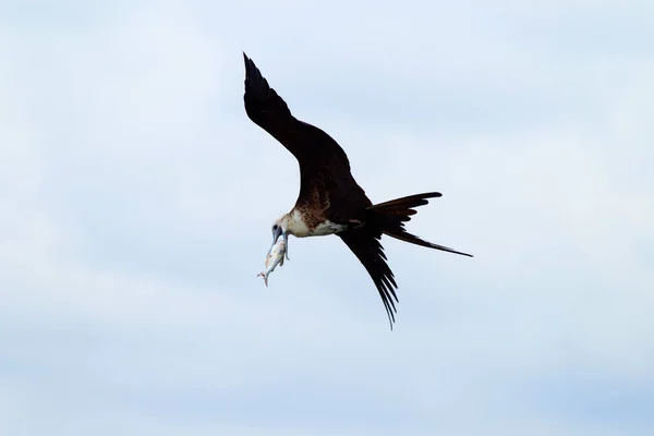 Frigatebird Flying She Capture Diet Species Consist Fish — Stock Photo, Image