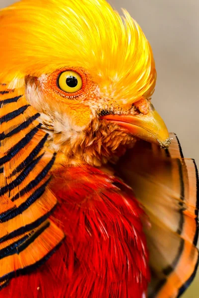 Snímek Hlavy Barevného Kuřete — Stock fotografie